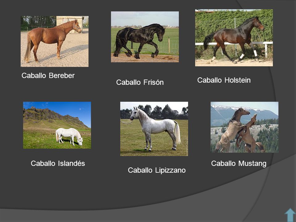 Caballo Bereber Caballo Holstein Caballo Frisón Caballo Islandés Caballo Mustang Caballo Lipizzano