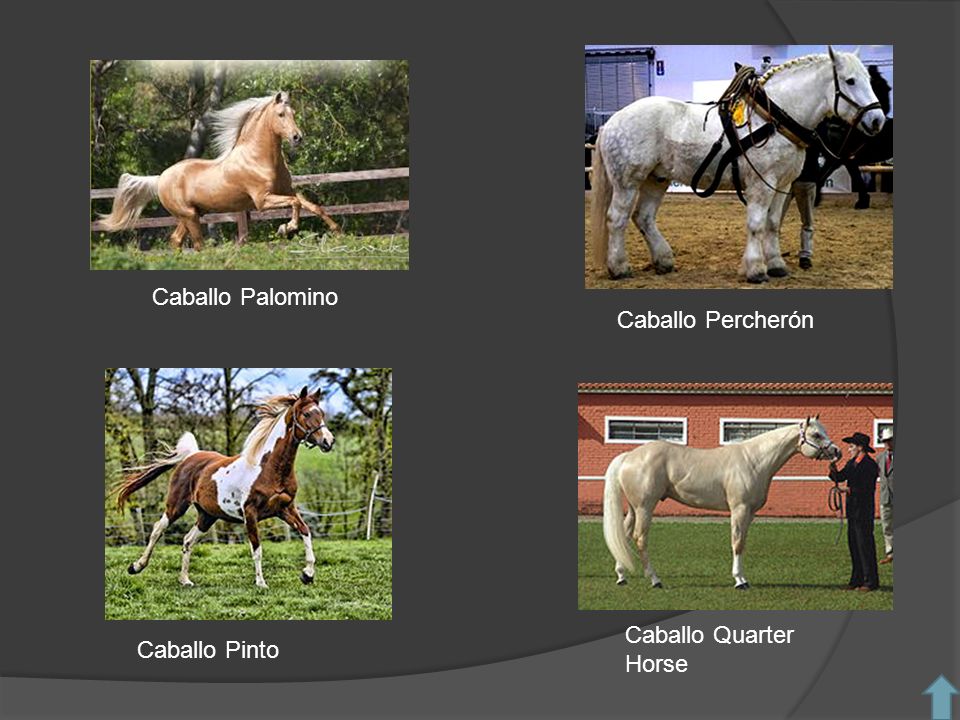 Caballo Palomino Caballo Percherón Caballo Quarter Horse Caballo Pinto