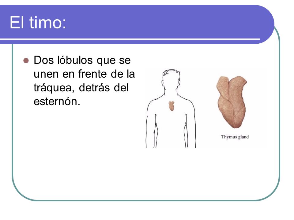 El timo: Dos lóbulos que se unen en frente de la tráquea, detrás del esternón.