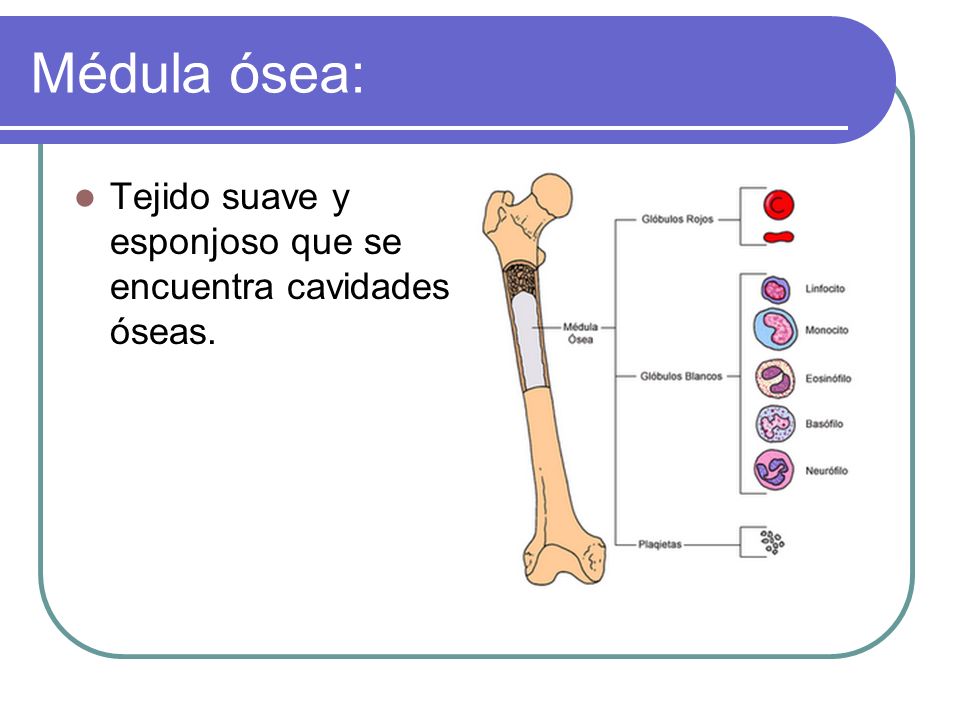 Médula ósea: Tejido suave y esponjoso que se encuentra cavidades óseas.