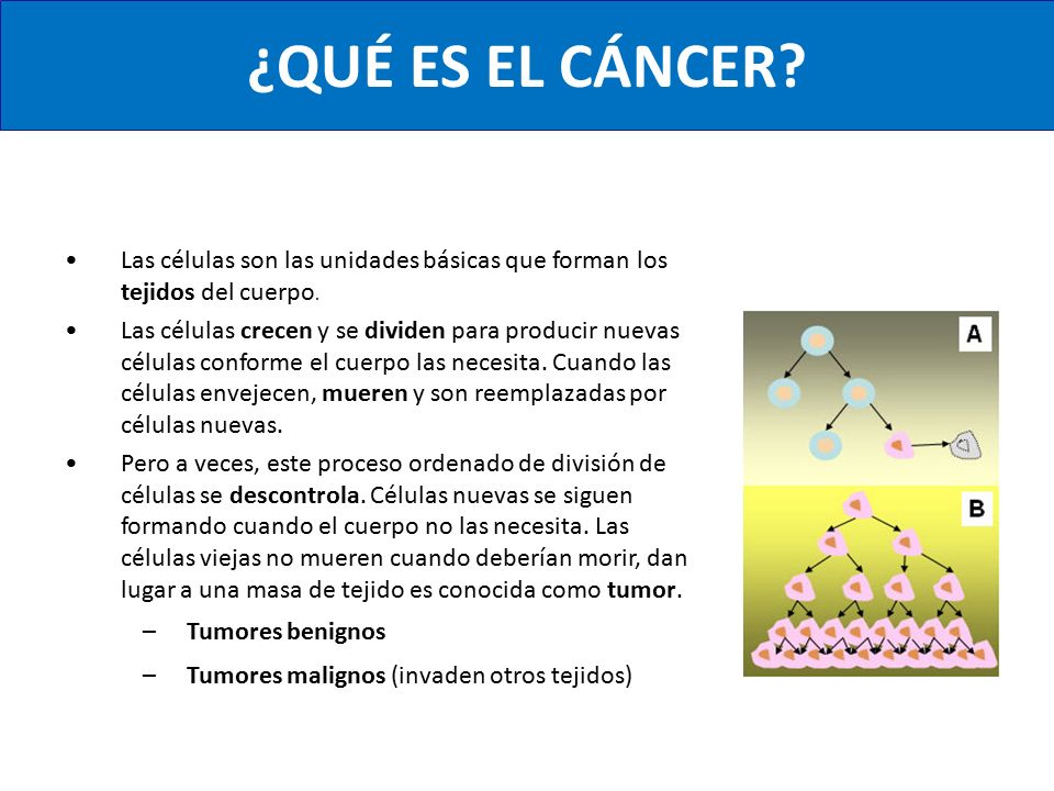 ¿QUÉ ES EL CÁNCER Las células son las unidades básicas que forman los tejidos del cuerpo.