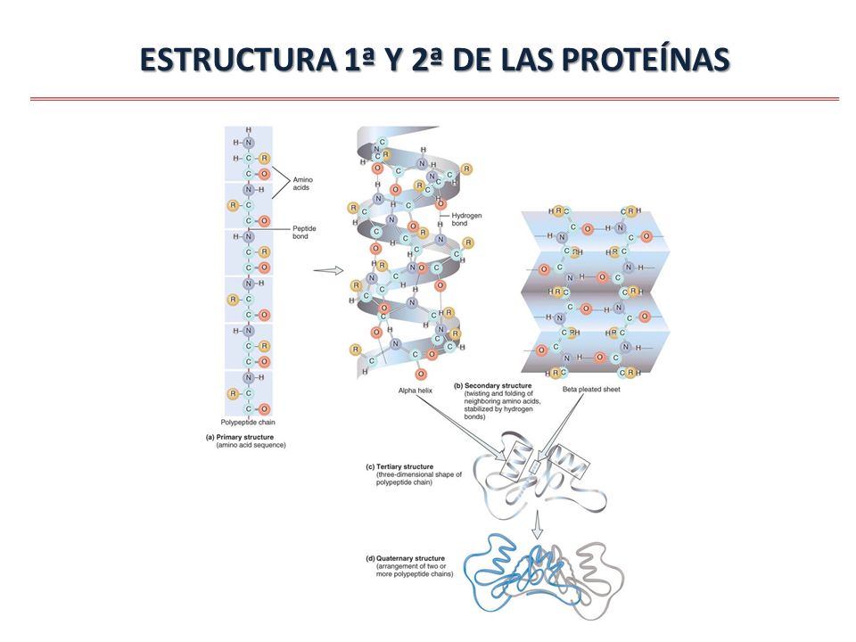 ESTRUCTURA 1ª Y 2ª DE LAS PROTEÍNAS