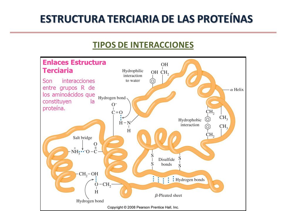 ESTRUCTURA TERCIARIA DE LAS PROTEÍNAS TIPOS DE INTERACCIONES