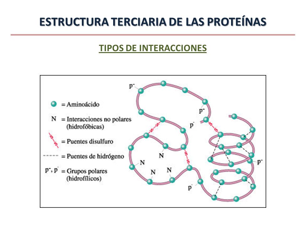 ESTRUCTURA TERCIARIA DE LAS PROTEÍNAS TIPOS DE INTERACCIONES