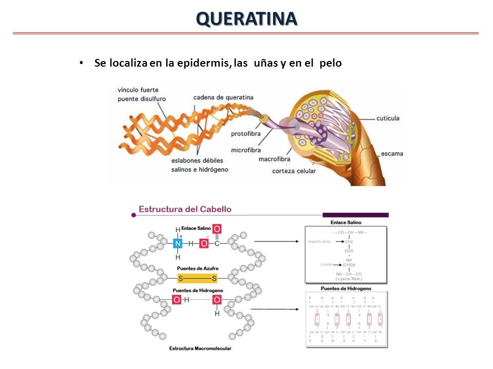 QUERATINA Se localiza en la epidermis, las uñas y en el pelo