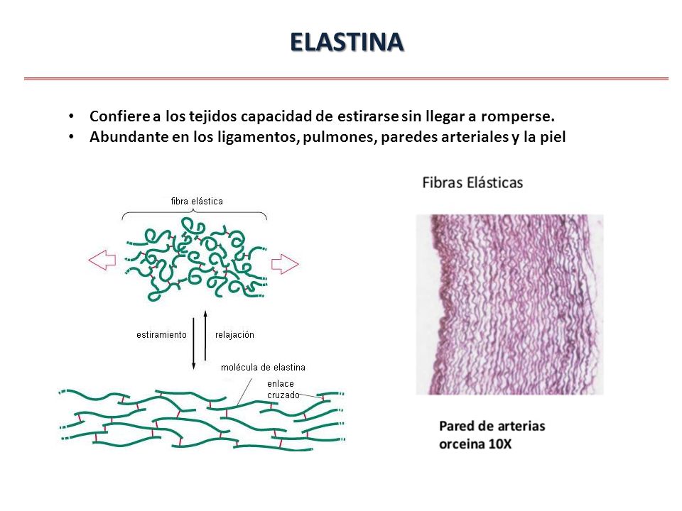 ELASTINA Confiere a los tejidos capacidad de estirarse sin llegar a romperse.