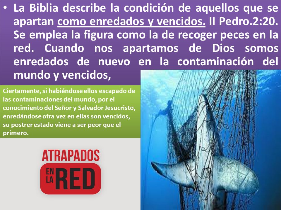 La Biblia describe la condición de aquellos que se apartan como enredados y vencidos. II Pedro.2:20. Se emplea la figura como la de recoger peces en la red. Cuando nos apartamos de Dios somos enredados de nuevo en la contaminación del mundo y vencidos,