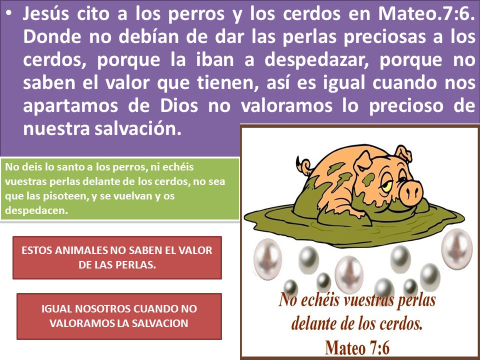 Jesús cito a los perros y los cerdos en Mateo. 7:6