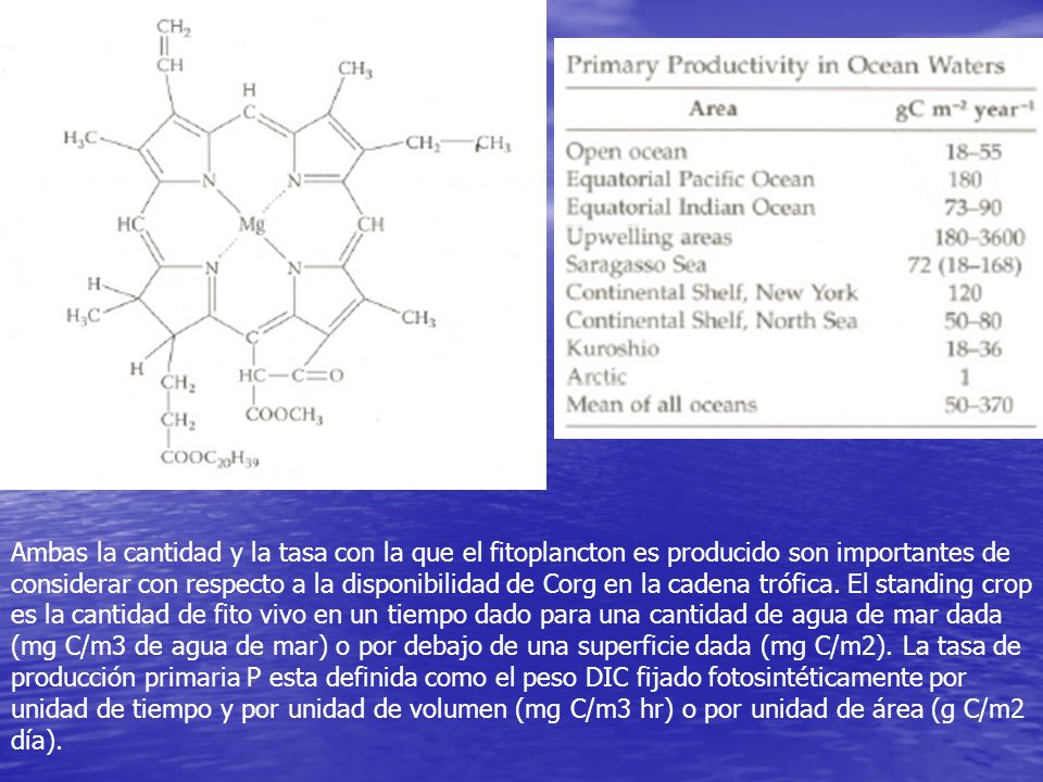 Ambas la cantidad y la tasa con la que el fitoplancton es producido son importantes de considerar con respecto a la disponibilidad de Corg en la cadena trófica.