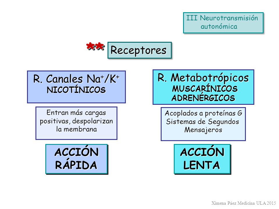 ** Receptores R. Canales Na+/K+ R. Metabotrópicos ACCIÓN RÁPIDA