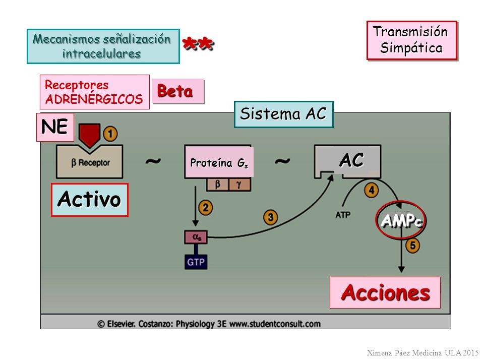 ** Activo Acciones NE AC Beta Sistema AC AMPc Transmisión Simpática
