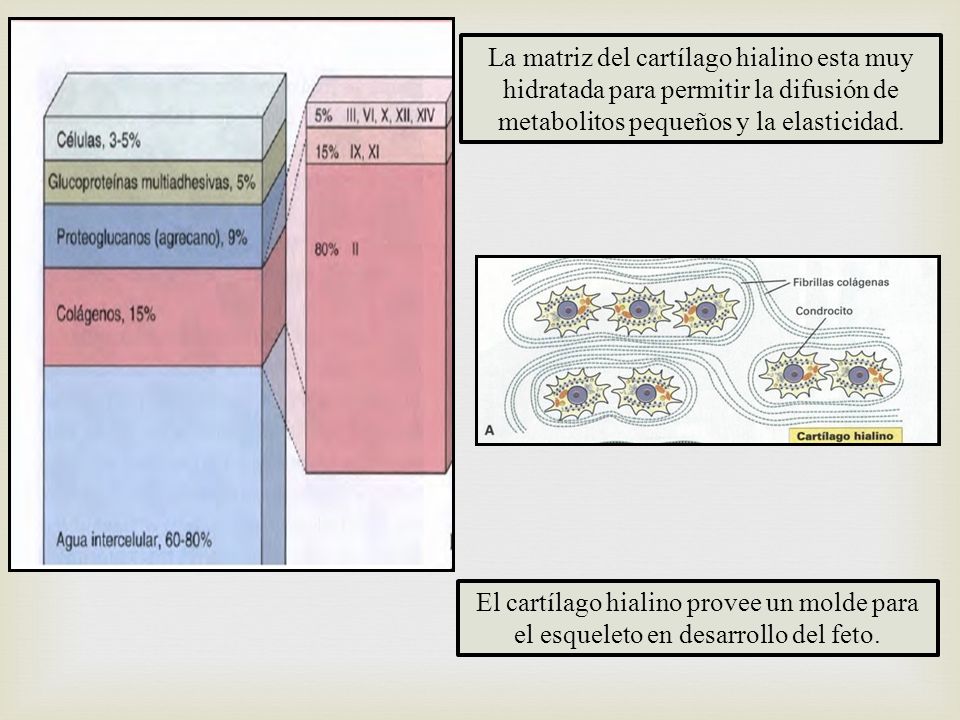La matriz del cartílago hialino esta muy hidratada para permitir la difusión de metabolitos pequeños y la elasticidad.