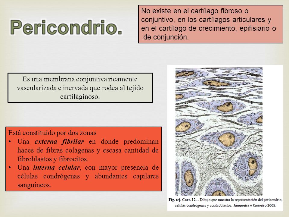 No existe en el cartílago fibroso o conjuntivo, en los cartílagos articulares y en el cartílago de crecimiento, epifisiario o