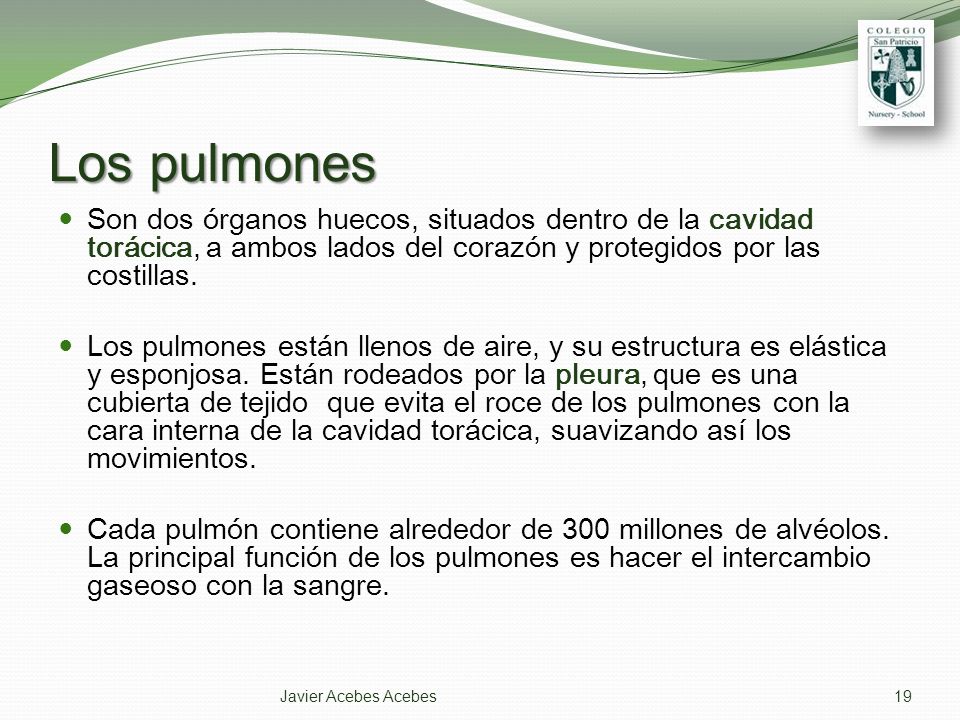 Los pulmones Son dos órganos huecos, situados dentro de la cavidad torácica, a ambos lados del corazón y protegidos por las costillas.