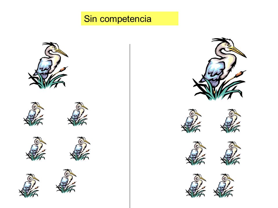 Sin competencia