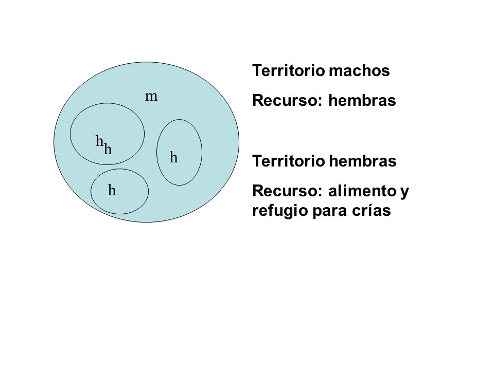 Territorio machos Recurso: hembras. m. h. h. h. Territorio hembras. Recurso: alimento y refugio para crías.