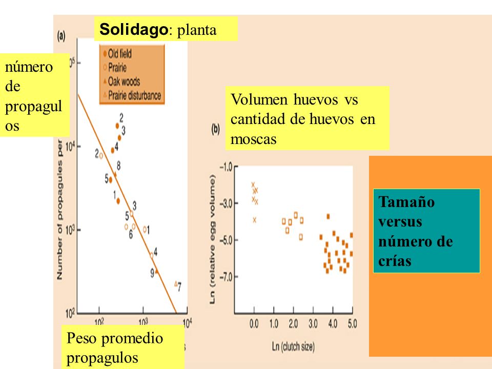 Solidago: planta número de propagulos. Volumen huevos vs cantidad de huevos en moscas. Tamaño versus número de crías.