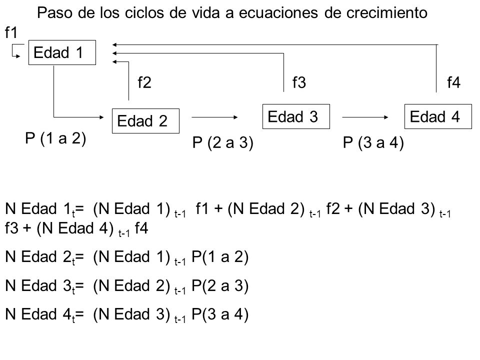 Paso de los ciclos de vida a ecuaciones de crecimiento