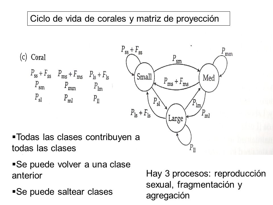 Ciclo de vida de corales y matriz de proyección