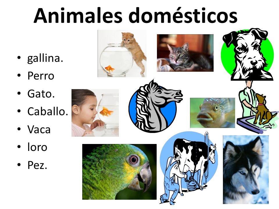 Animales domésticos gallina. Perro Gato. Caballo. Vaca loro Pez.