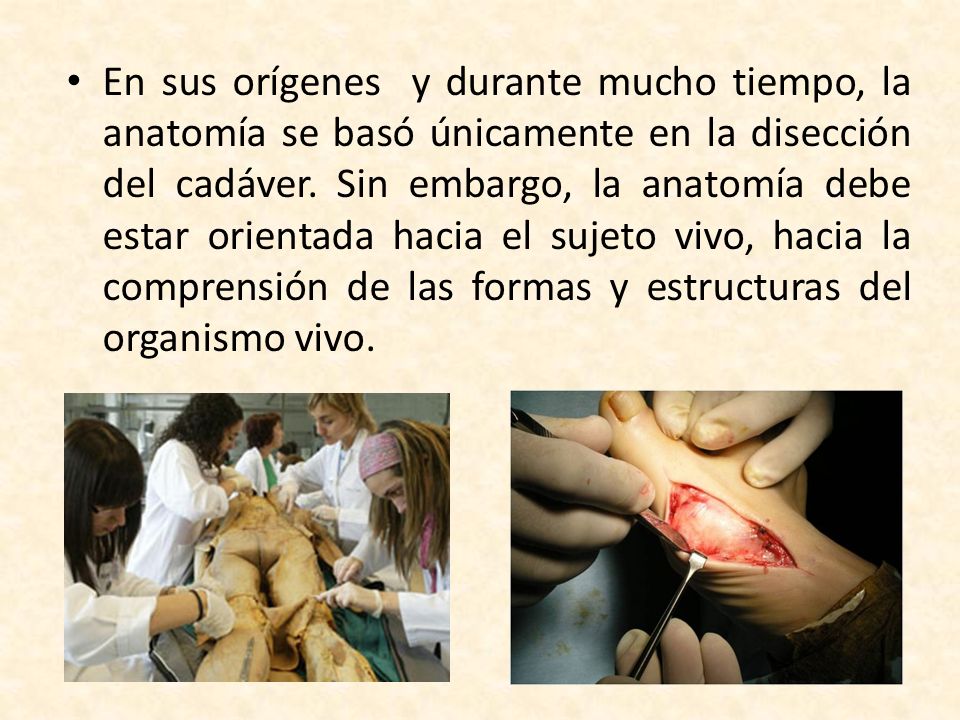 En sus orígenes y durante mucho tiempo, la anatomía se basó únicamente en la disección del cadáver.