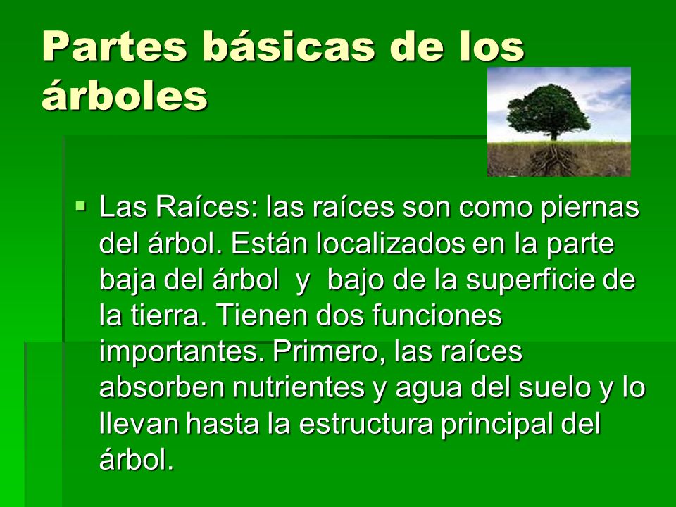 Los árboles. - ppt video online descargar