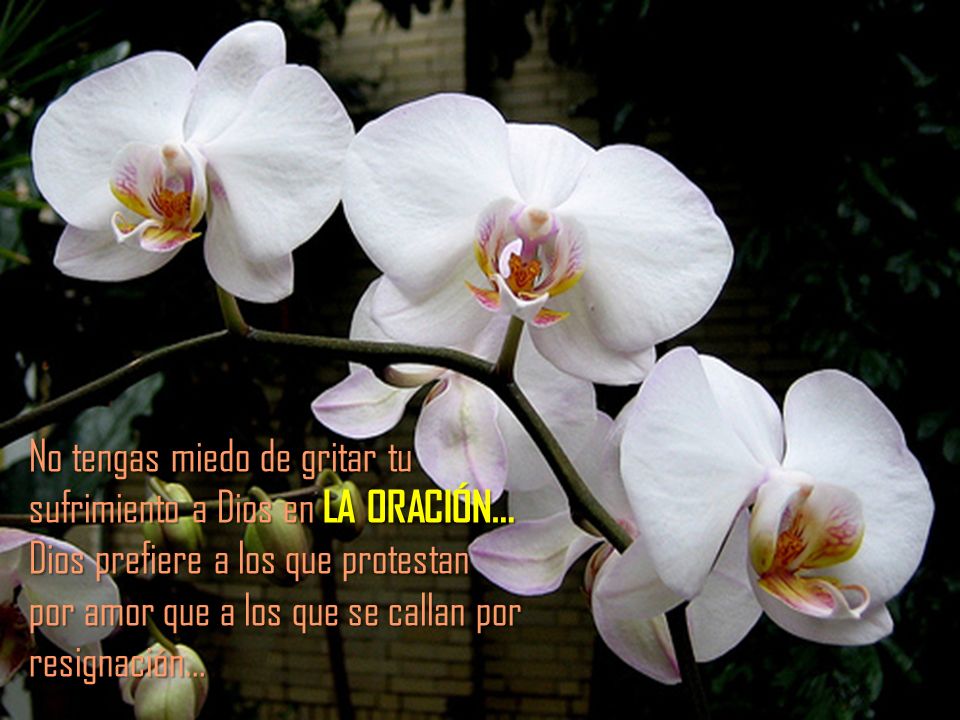 No tengas miedo de gritar tu sufrimiento a Dios en LA ORACIÓN… Dios prefiere a los que protestan por amor que a los que se callan por resignación…