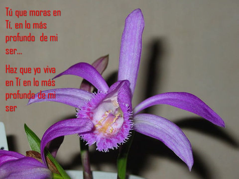 Tú que moras en Tí, en lo más profundo de mi ser…