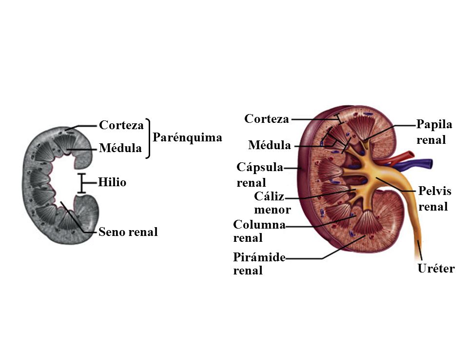 Corteza Corteza. Papila. renal. Parénquima. Médula. Médula. Cápsula. renal. Hilio. Pelvis.