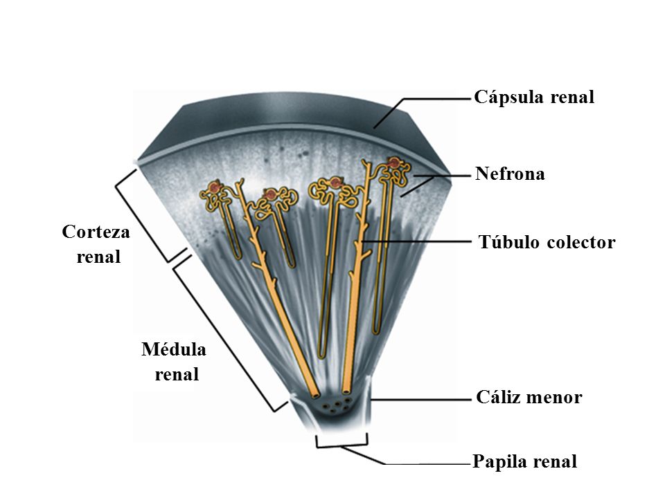 Cápsula renal Nefrona Corteza renal Túbulo colector Médula renal Cáliz menor Papila renal
