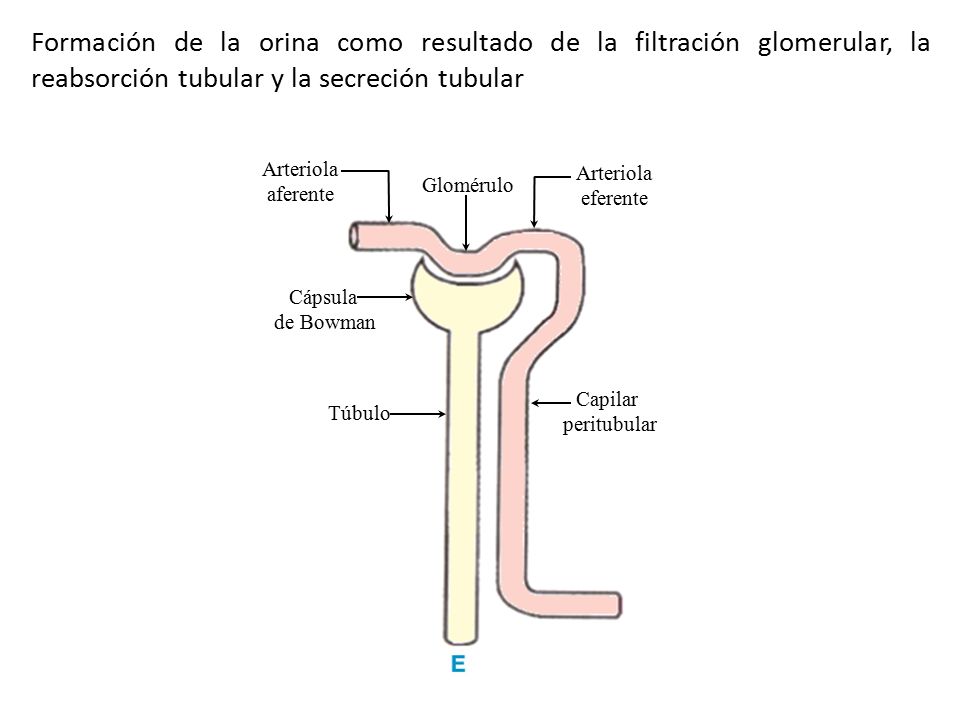 Formación de la orina como resultado de la filtración glomerular, la reabsorción tubular y la secreción tubular