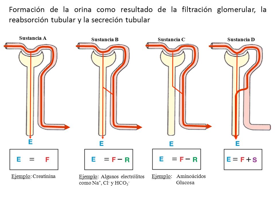 Formación de la orina como resultado de la filtración glomerular, la reabsorción tubular y la secreción tubular