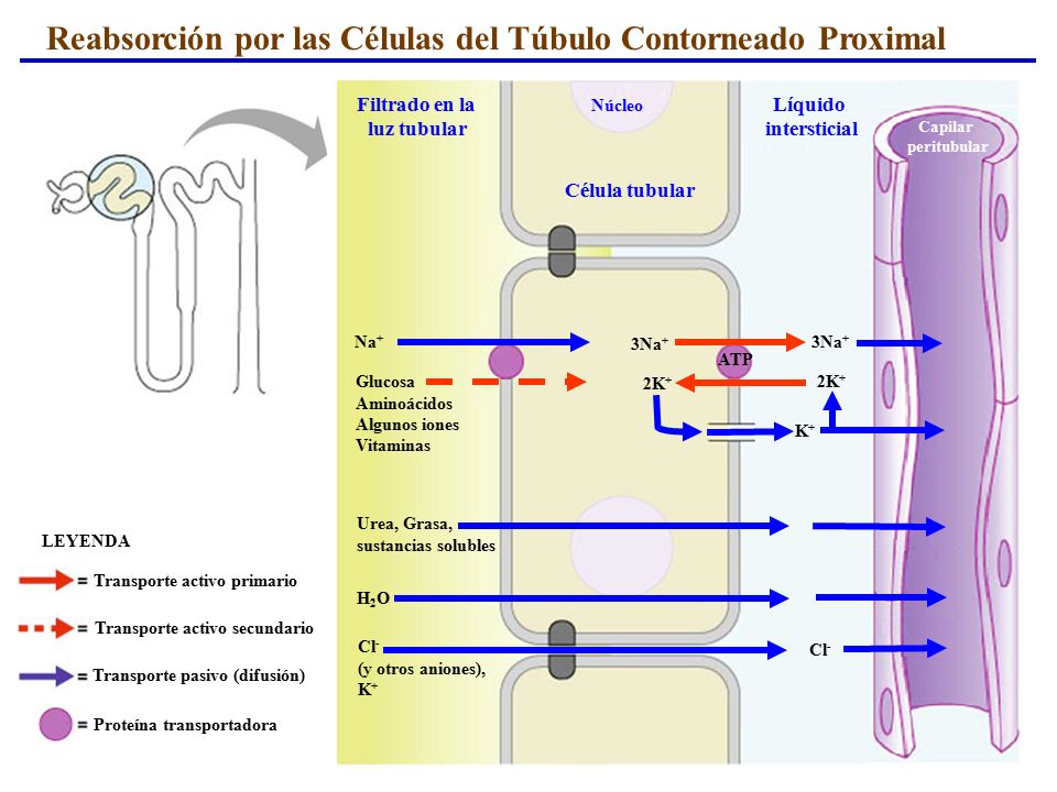 Reabsorción por las Células del Túbulo Contorneado Proximal