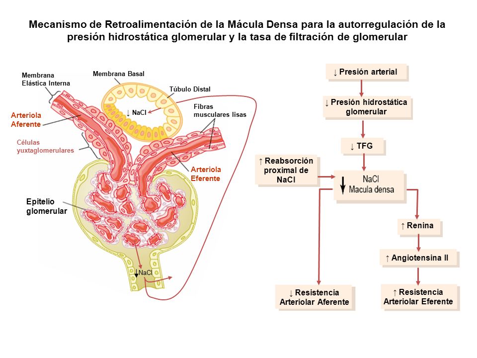 Mecanismo de Retroalimentación de la Mácula Densa para la autorregulación de la presión hidrostática glomerular y la tasa de filtración de glomerular