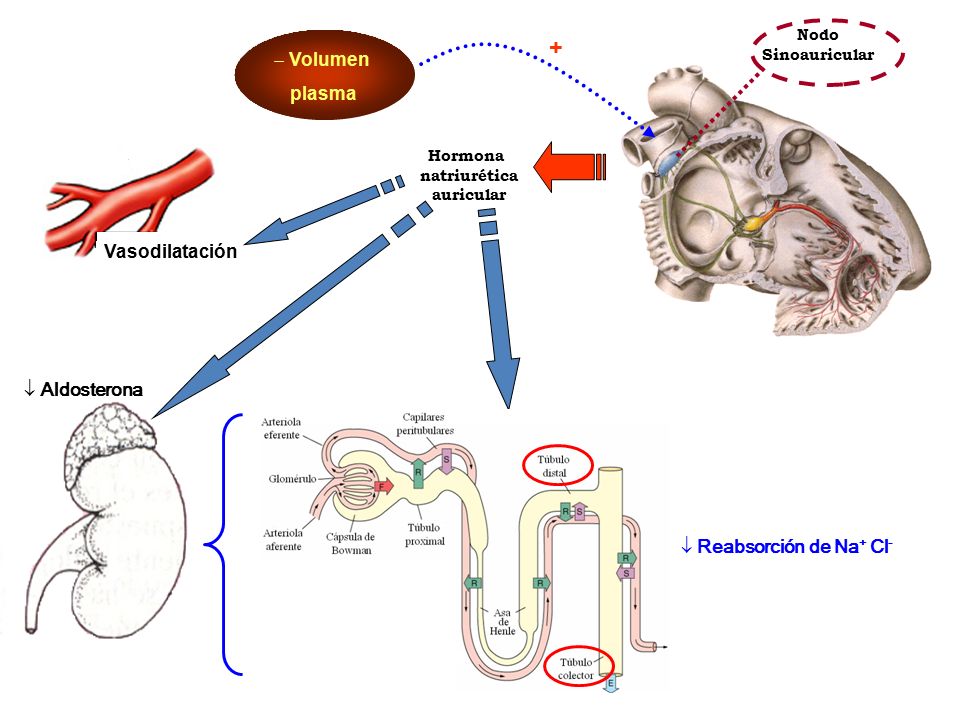 + Volumen plasma Vasodilatación Aldosterona Reabsorción de Na+ Cl-