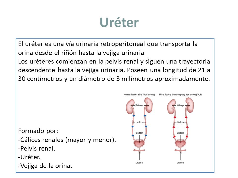 Uréter El uréter es una vía urinaria retroperitoneal que transporta la orina desde el riñón hasta la vejiga urinaria.