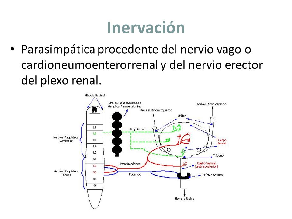 Inervación Parasimpática procedente del nervio vago o cardioneumoenterorrenal y del nervio erector del plexo renal.