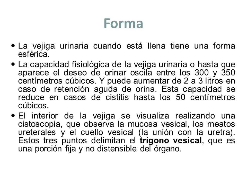 Forma La vejiga urinaria cuando está llena tiene una forma esférica.