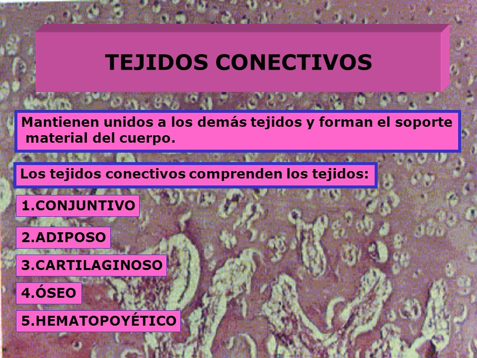 TEJIDOS CONECTIVOS Mantienen unidos a los demás tejidos y forman el soporte. material del cuerpo. Los tejidos conectivos comprenden los tejidos:
