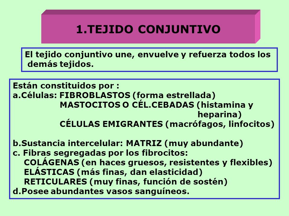 1.TEJIDO CONJUNTIVO El tejido conjuntivo une, envuelve y refuerza todos los. demás tejidos. Están constituidos por :