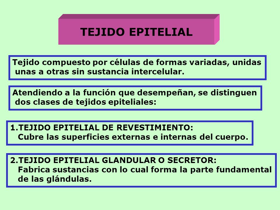 TEJIDO EPITELIAL Tejido compuesto por células de formas variadas, unidas. unas a otras sin sustancia intercelular.
