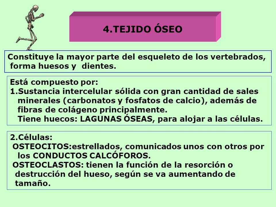 4.TEJIDO ÓSEO Constituye la mayor parte del esqueleto de los vertebrados, forma huesos y dientes.