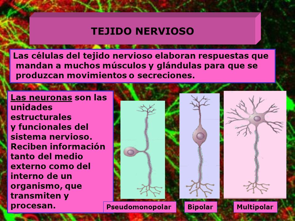 TEJIDO NERVIOSO Las células del tejido nervioso elaboran respuestas que. mandan a muchos músculos y glándulas para que se.