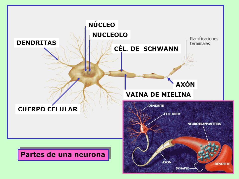 Partes de una neurona NÚCLEO NUCLEOLO DENDRITAS CÉL. DE SCHWANN AXÓN