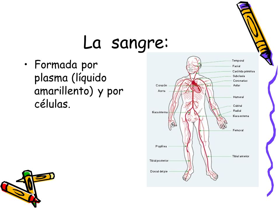 La sangre: Formada por plasma (líquido amarillento) y por células.