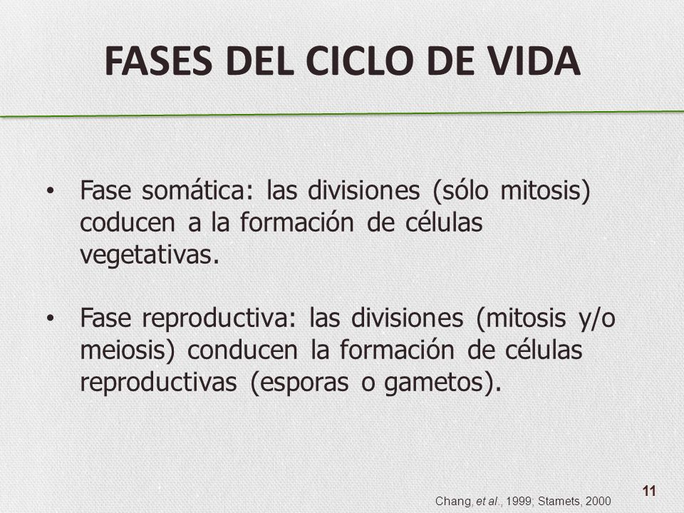 FASES DEL CICLO DE VIDA Fase somática: las divisiones (sólo mitosis) coducen a la formación de células vegetativas.