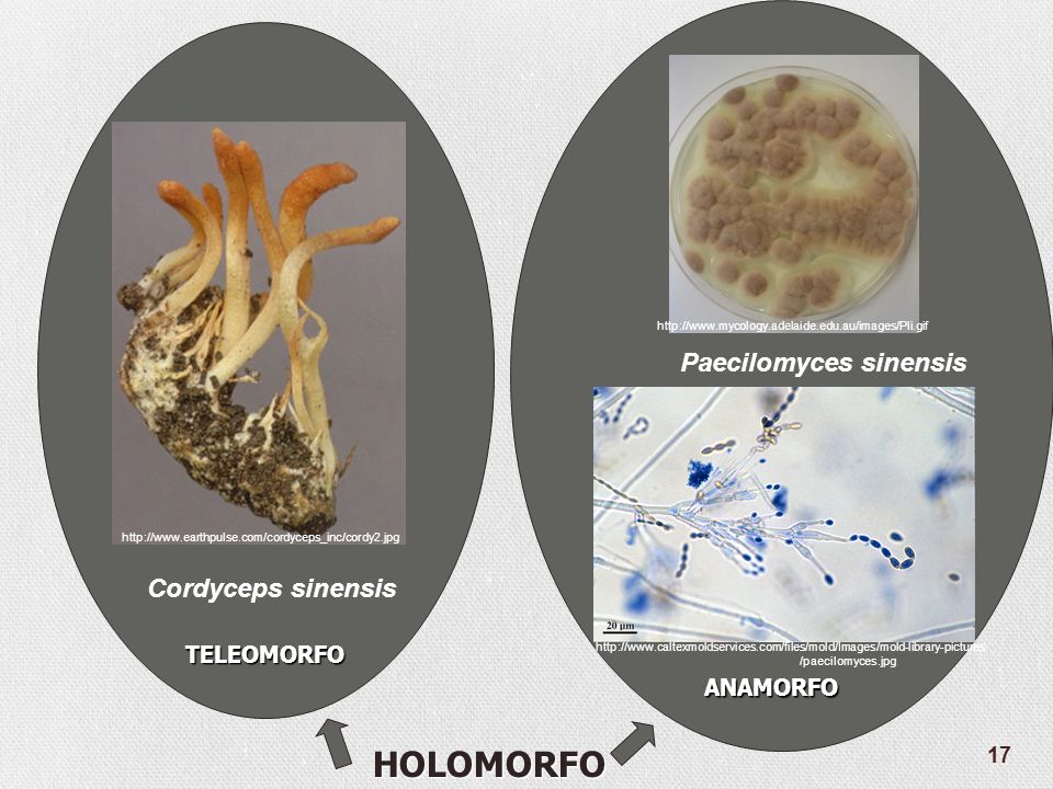 HOLOMORFO Paecilomyces sinensis Cordyceps sinensis TELEOMORFO ANAMORFO