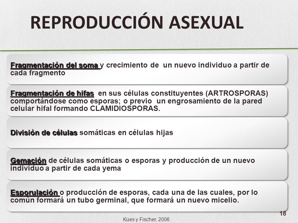 REPRODUCCIÓN ASEXUAL Fragmentación del soma y crecimiento de un nuevo individuo a partir de cada fragmento.