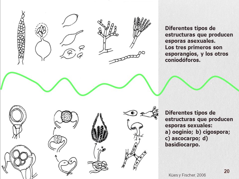 Diferentes tipos de estructuras que producen esporas asexuales.
