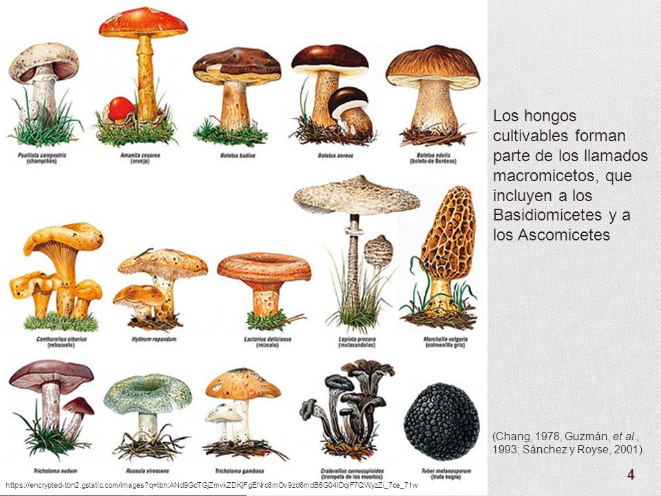 Los hongos cultivables forman parte de los llamados macromicetos, que incluyen a los Basidiomicetes y a los Ascomicetes